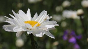 Isabel Friedl - Heilpraxis Rückhalt - Blume